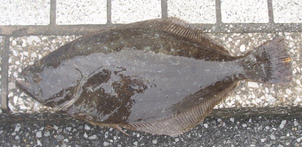 ヒラメの仲間 | 釣魚図鑑 | FFChiba_top