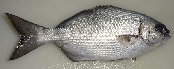 メジナの仲間 | 釣魚図鑑 | FFChiba_top