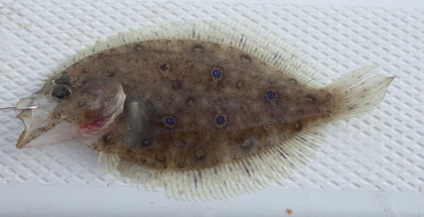 ヒラメの仲間 | 釣魚図鑑 | FFChiba_top